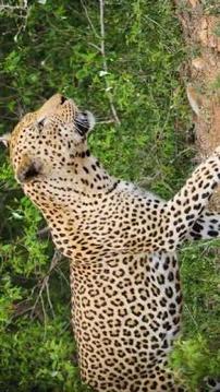 Tile Puzzle Leopard游戲截圖2