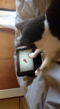 Cat Games, Mouse游戲截圖4