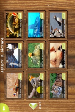 Jigsaw Animal Pic Free Edition游戲截圖2