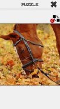 Horse Slide Puzzle游戲截圖4