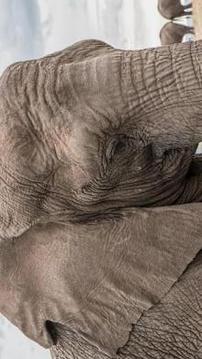 Tile Puzzle Elephant游戲截圖2