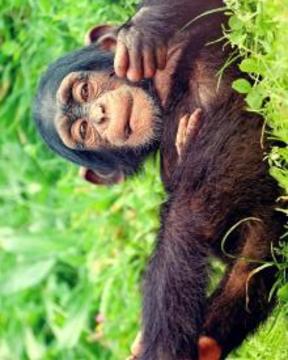 有趣的動(dòng)物園拼圖拼圖游戲截圖4