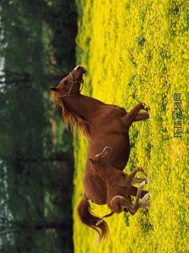純血種馬游戲截圖4