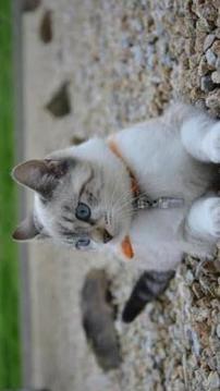 Tile Puzzle Cute Cats游戏截图2