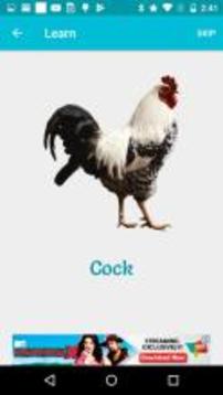 Birds - Learn, Spell, Quiz, Draw, Color and Games游戲截圖4
