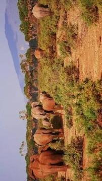 Tile Puzzle Elephant游戲截圖5