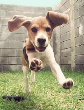 Beagle Puzzle Game游戲截圖2