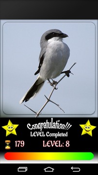 Puzzle Birds游戲截圖5