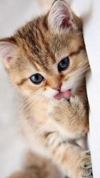 Kittens Funny Puzzle游戲截圖1