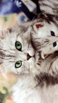 Kittens Funny Puzzle游戲截圖2