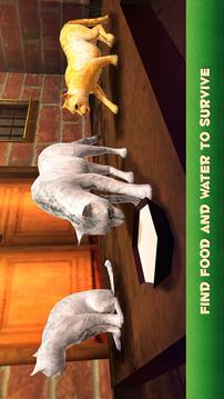 Home Cat Survival Simulator 3D游戲截圖1