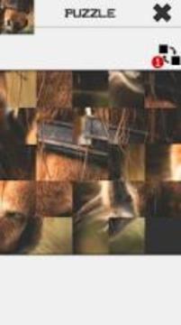 Horse Slide Puzzle游戲截圖3