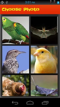 Puzzle Game: Bird Puzzle游戲截圖3