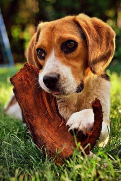 Beagle Puzzle Game游戲截圖4