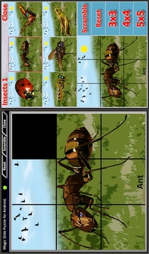 Magic Slide Puzzle Insects 1游戲截圖3