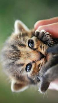 Kittens Funny Puzzle游戲截圖3
