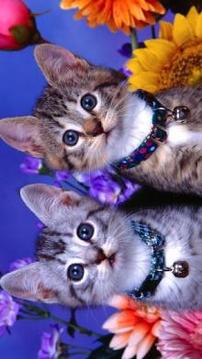 Kittens Funny Puzzle游戲截圖5