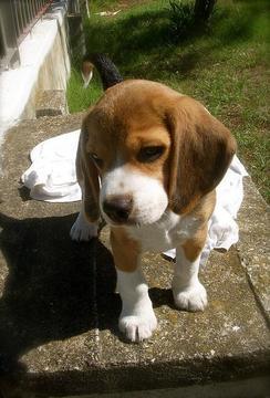 Beagle Puzzle Game游戲截圖5