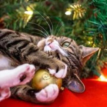 Christmas Jigsaw Puzzles Games游戲截圖1