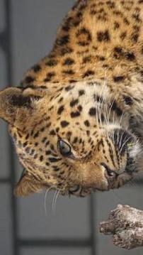 Tile Puzzle Leopard游戲截圖3