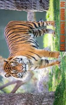 參觀動物叢林探險游戲截圖2