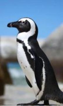 益智動物免費拼圖游戲游戲截圖3