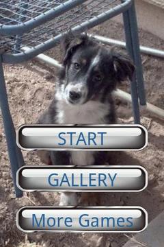 狗狗拼圖：澳大利亞牧羊犬游戲截圖2