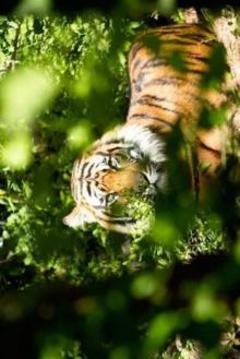 Wild Animals Hunting Archery游戲截圖2