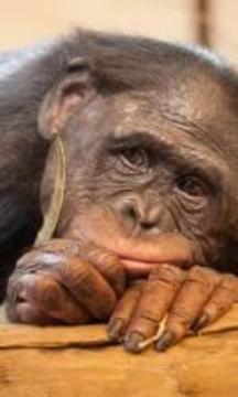有趣的動(dòng)物園拼圖拼圖游戲截圖3