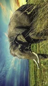 Tile Puzzle Elephant游戲截圖3