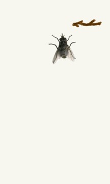 My Fly游戲截圖3