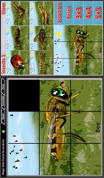 Magic Slide Puzzle Insects 1游戲截圖5
