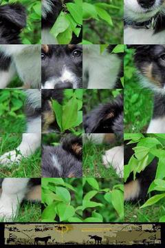 狗狗拼圖：澳大利亞牧羊犬游戲截圖3