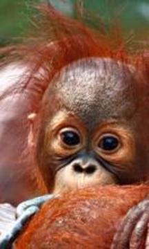 年輕動物拼圖游戲截圖1