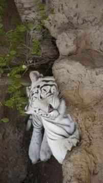 Tile Puzzle White Tiger游戲截圖4