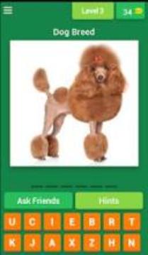 Popular Dog Breeds Quiz游戲截圖3