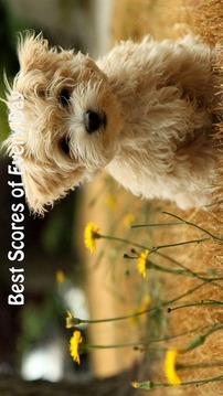 Cute Animal Game游戲截圖2