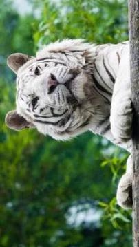 Tile Puzzle White Tiger游戲截圖1