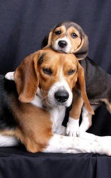 Beagle Puzzle Game游戲截圖1