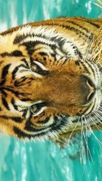 Tile Puzzle Tiger游戲截圖1