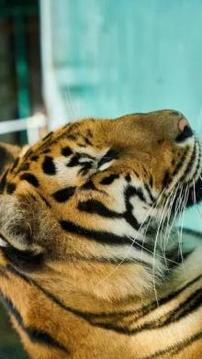 Tile Puzzle Tiger游戲截圖5