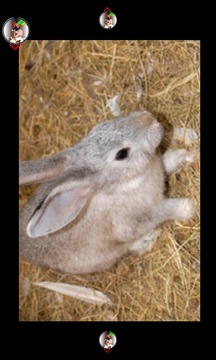 babies love the farm animals游戲截圖4
