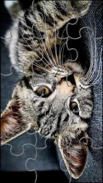 Cute Cats Jigsaw Puzzle游戲截圖3