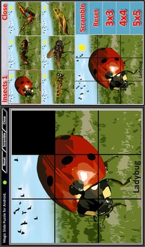 Magic Slide Puzzle Insects 1游戲截圖2