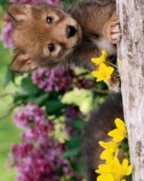 年輕動物拼圖游戲截圖4
