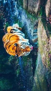 Tile Puzzle Tiger游戲截圖3