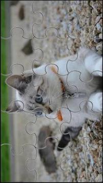 Cute Cats Jigsaw Puzzle游戲截圖2