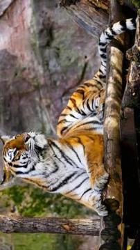 Tile Puzzle Tiger游戲截圖4