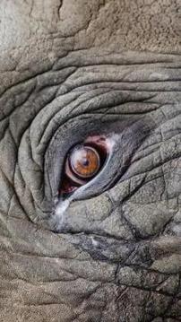 Tile Puzzle Elephant游戲截圖4