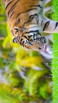 Tile Puzzle Tiger游戲截圖2